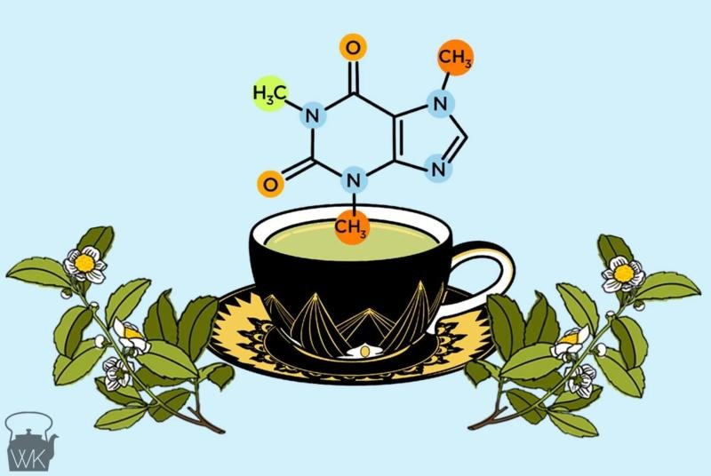 Caffeine tròng trà Phổ Nhĩ sống